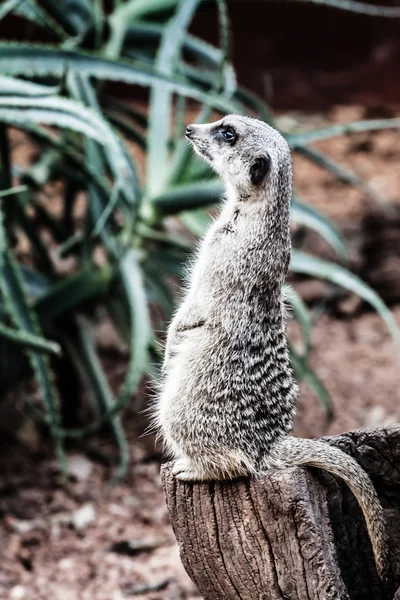 Le suricate (Suricata suricatta ) — Photo