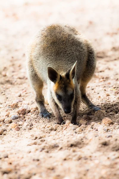 Fecho de um Wallaby de pescoço vermelho (Macropus rufogriseus ) — Fotografia de Stock