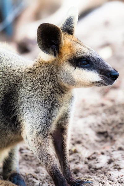 Fecho de um Wallaby de pescoço vermelho (Macropus rufogriseus ) — Fotografia de Stock