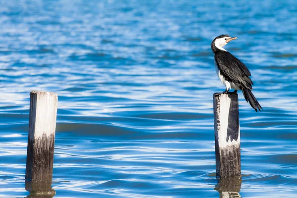 Grande Cormorant.Black Shag, (Phalacrocorax Carbo ) — Fotografia de Stock