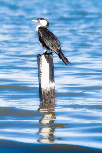 Great Cormorant.Black Shag,(Phalacrocorax Carbo) — Stock Photo, Image