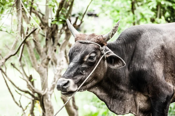 Helig ko med gul vägg i jaipur, Indien — Stockfoto