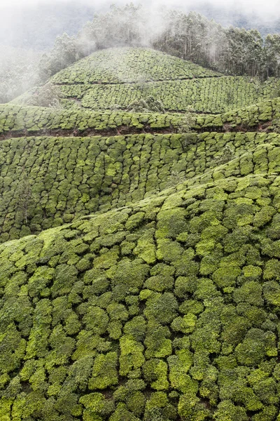 Плантация чая в Муннаре, Индия — стоковое фото
