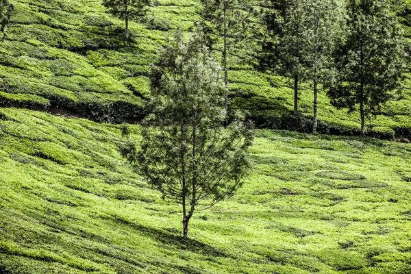 Tea plantation in Munnar, India — Stock Photo, Image