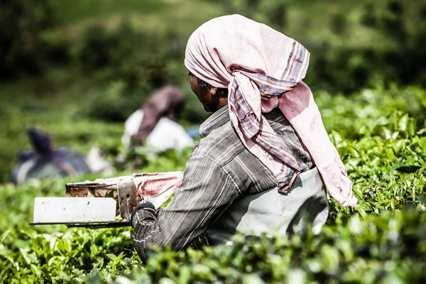 Mulher pegando folhas de chá em uma plantação de chá, Munnar é mais conhecida como capital do chá da Índia — Fotografia de Stock