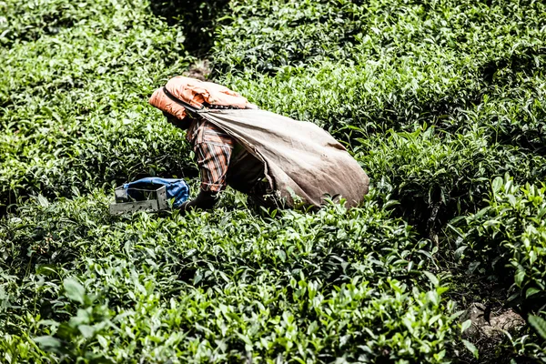 Mujer recogiendo hojas de té en una plantación de té, Munnar es mejor conocida como la capital del té de la India —  Fotos de Stock