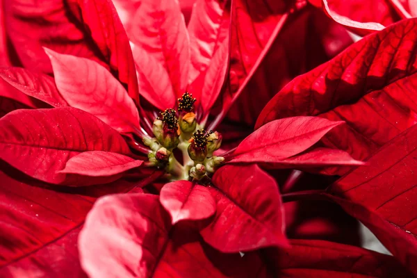 Red poinsettia garden with green leaves - christmas flower — Stock Photo, Image