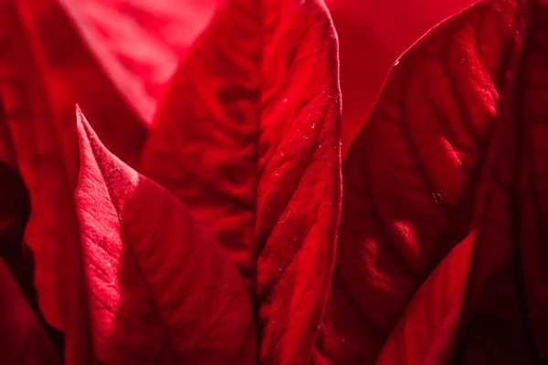 Rode poinsettia tuin met groene bladeren - Kerstmis bloem — Stockfoto