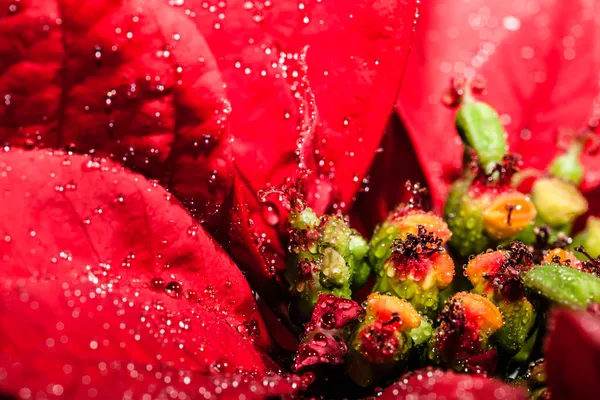 Jardim poinsettia vermelho com folhas verdes - flor de Natal — Fotografia de Stock