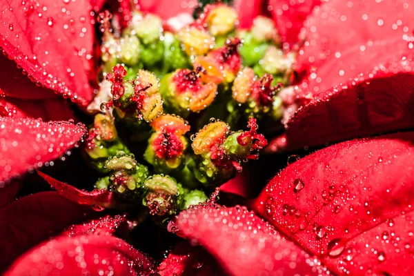 Jardim poinsettia vermelho com folhas verdes - flor de Natal — Fotografia de Stock