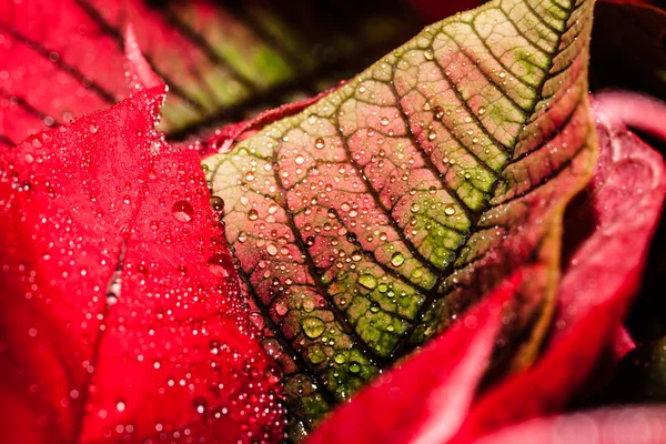 Jardim poinsettia vermelho com folhas verdes - flor de Natal — Fotografia de Stock