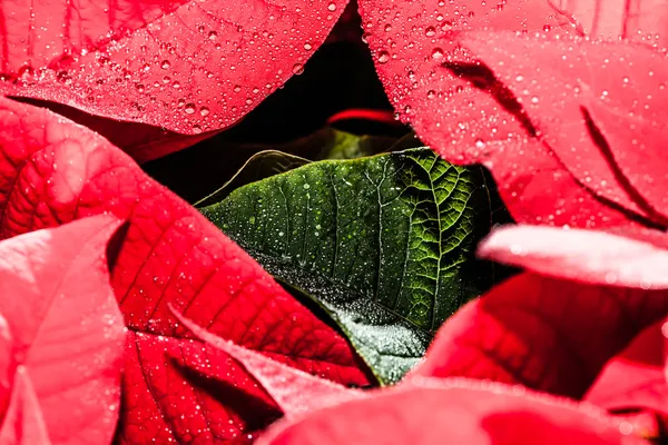 Jardim poinsettia vermelho com folhas verdes - flor de Natal — Fotografia de Stock