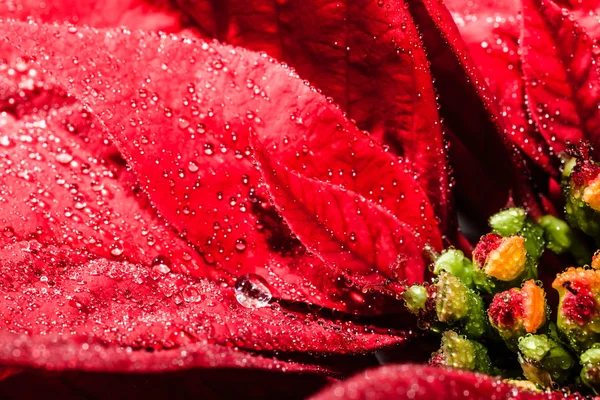 Red poinsettia garden with green leaves - christmas flower — Stock Photo, Image