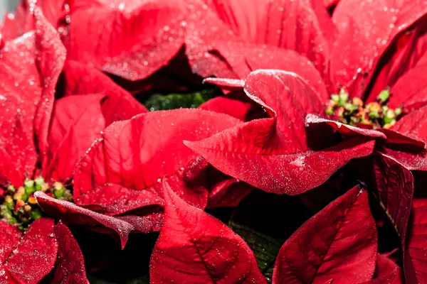 Red poinsettia garden with green leaves - christmas flower — Stock Photo, Image