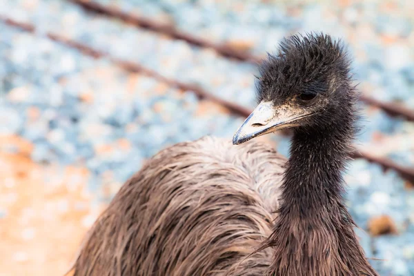 EMU fågel porträtt. — Stockfoto
