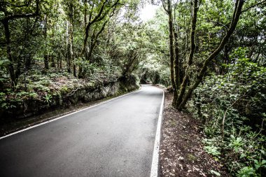 Tenerife orman içinde güzel yol