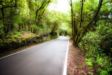 Tenerife orman içinde güzel yol