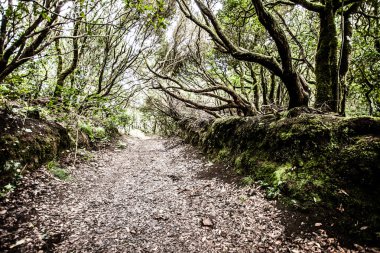 Rainforest garajonay Milli Parkı, la gomera, Kanarya Adaları