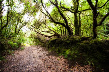 Rainforest garajonay Milli Parkı, la gomera, Kanarya Adaları