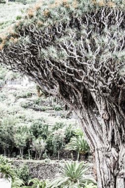 ünlü 1000 yıl eski Ejder ağacı icod de los vinos, tenerife. Kanarya Adaları