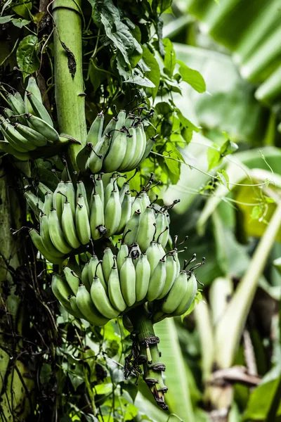 Albero di banana con un mazzo di banane — Foto Stock