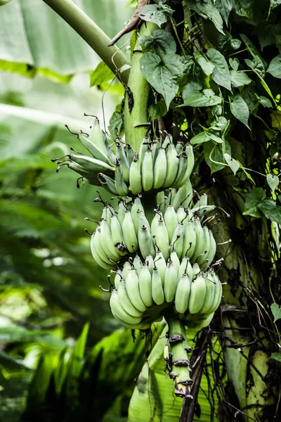 Árbol de plátano con un montón de plátanos — Foto de Stock