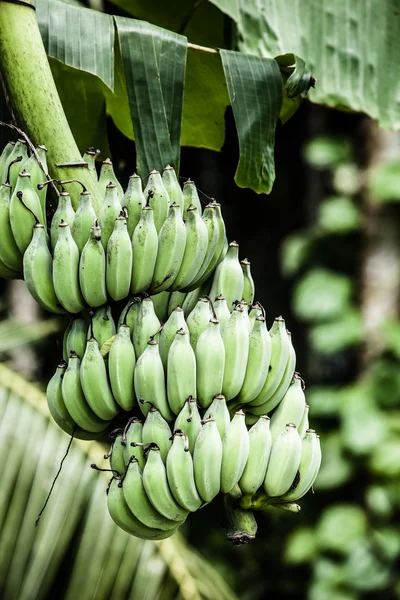 Bananträd med ett gäng bananer — Stockfoto