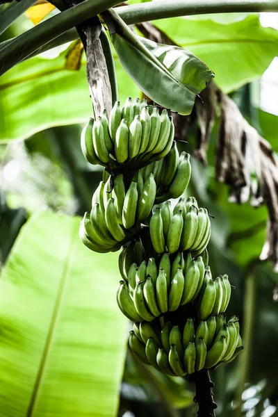 Albero di banana con un mazzo di banane — Foto Stock