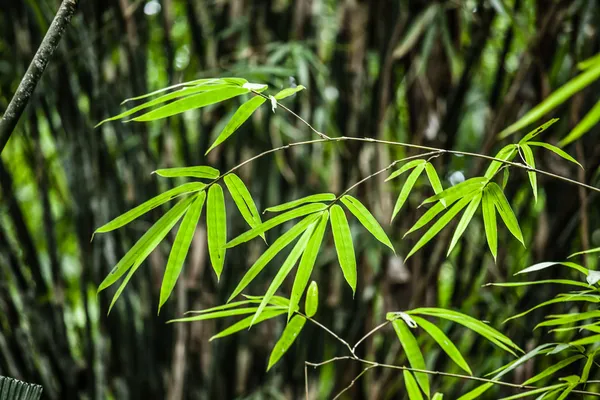 アジアの竹の林朝の陽光. — ストック写真