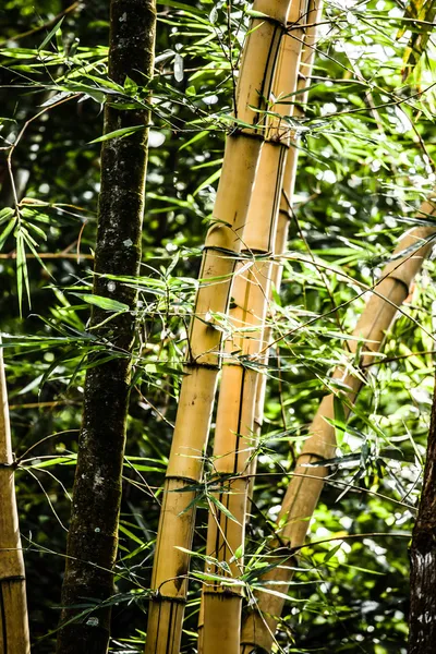 Asiatischer Bambuswald mit Morgensonne. — Stockfoto