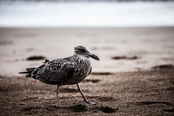 New Zealand gull standing on rail with ocean behind — Stock Photo, Image