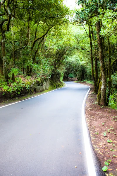 Красивая дорога внутри леса на Тенерифе — стоковое фото