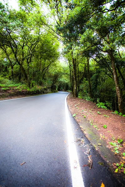 Schöne Straße im Wald auf Teneriffa — Stockfoto