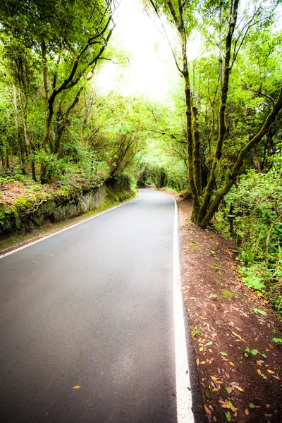 Schöne Straße im Wald auf Teneriffa — Stockfoto
