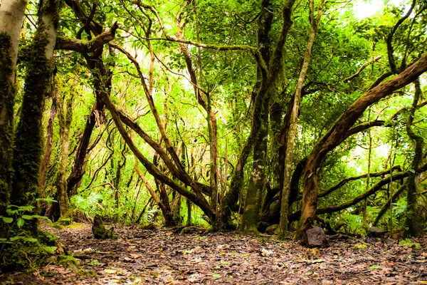 Floresta tropical no Parque Nacional de Garajonay, La Gomera, Ilhas Canárias — Fotografia de Stock