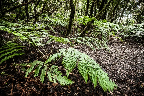 Floresta tropical no Parque Nacional de Garajonay, La Gomera, Ilhas Canárias — Fotografia de Stock