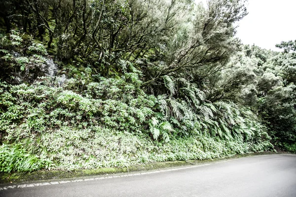 Beautiful road inside forest on Tenerife — Stock Photo, Image