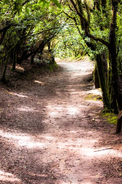 Regenwoud in Nationaalpark garajonay, la gomera, Canarische eilanden — Stockfoto