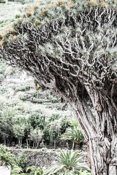Berömda 1000-år gamla dragon tree i icod de los vinos, Teneriffa. Kanarieöarna — Stockfoto
