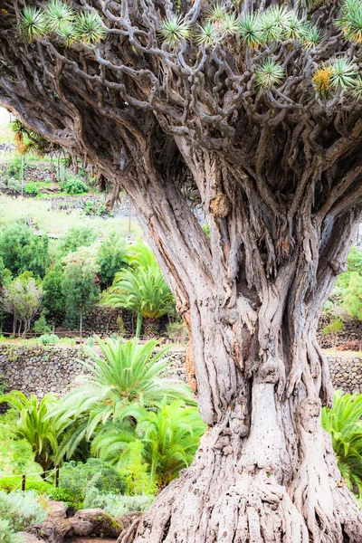 Famous 1000-years old dragon tree in Icod de los Vinos, Tenerife. Canaries — Stock Photo, Image