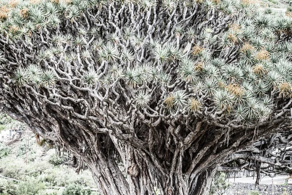 Famoso dragón de 1000 años en Icod de los Vinos, Tenerife. Canarios — Foto de Stock