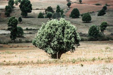 Myanmar tipik peyzaj