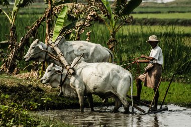 Burma. onun pirinç alan çiftçi