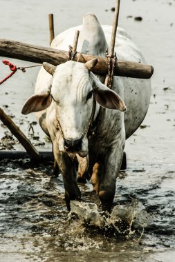 Burma. onun pirinç alan çiftçi