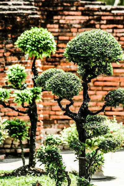 Schöner kahler Zypressen-Bonsai-Wald gegen einen Holzzaun. — Stockfoto