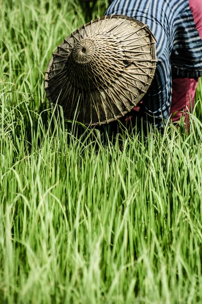 Mulher rural trabalhando em plantação de arroz, Mianmar — Fotografia de Stock