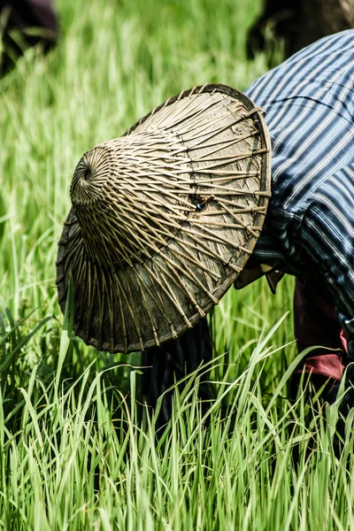 Landelijke vrouw werken in rijst plantage, myanmar — Stockfoto