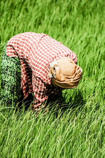 Landfrau arbeitet in Reisplantage, Myanmar — Stockfoto