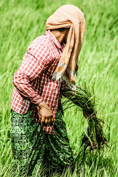 Landfrau arbeitet in Reisplantage, Myanmar — Stockfoto