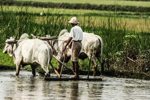 Бирма. Фермер на своем рисовом поле — стоковое фото